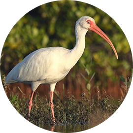 Large White Bird on Nature Trail