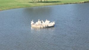 Beacon Hill White Pelicans Lake Ava Rosetta